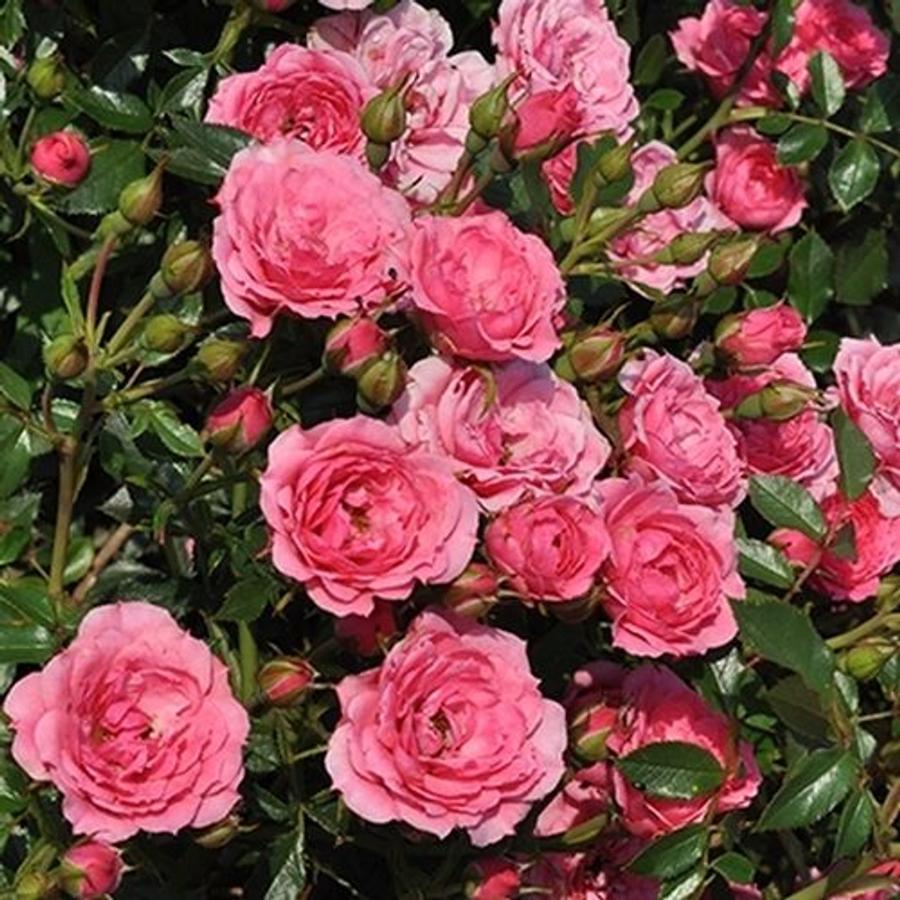 Rózsaszín, törpe, mini rózsa (Rosa 'Asteria'™)