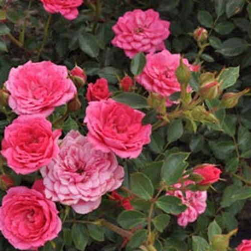 Rózsaszín, törpe, mini rózsa (Rosa 'Asteria'™)