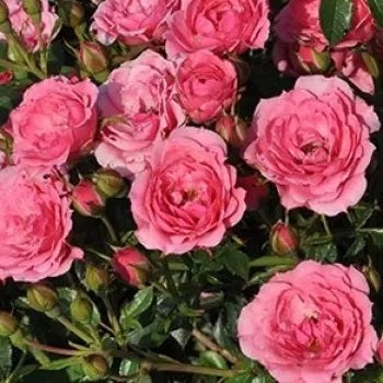 Rózsaszín, törpe, mini rózsa (Rosa 'Asteria'™)