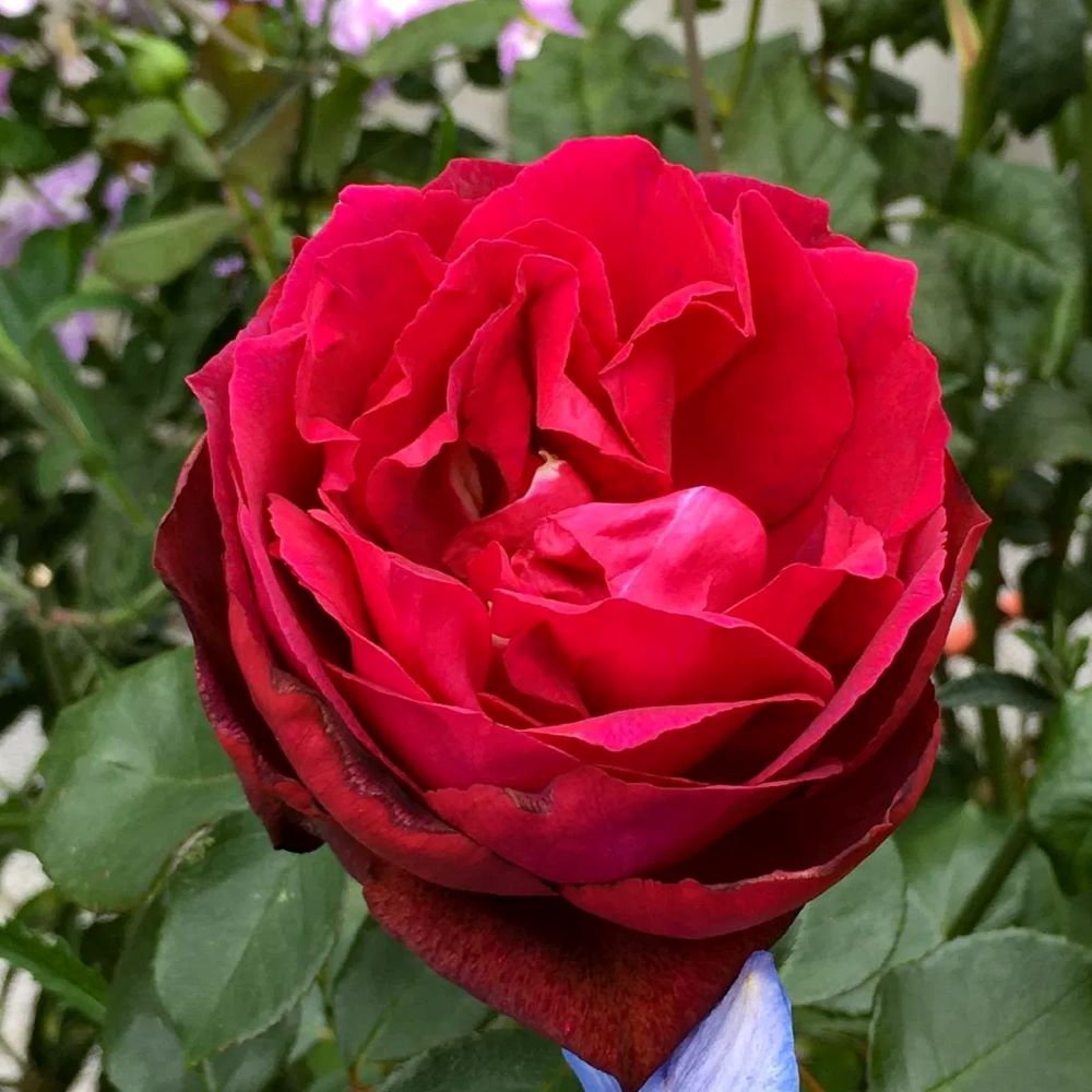 Vörös, teahibrid rózsa (Rosa 'Barkarole®')