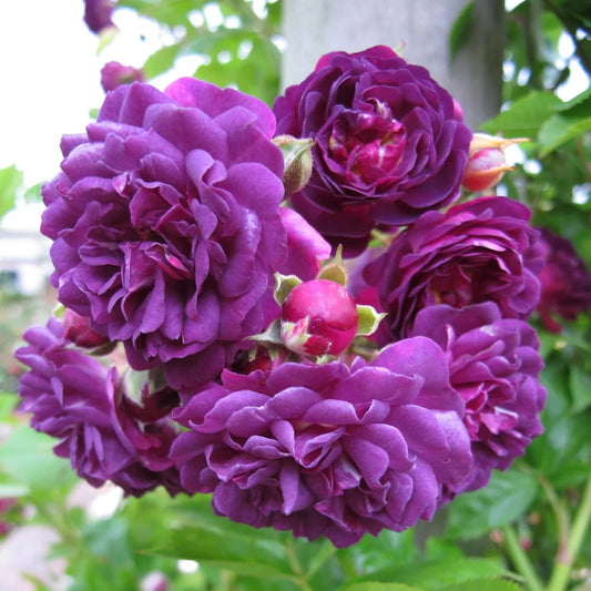 Lila, rambler, kúszó rózsa (Rosa 'Bleu Magenta')