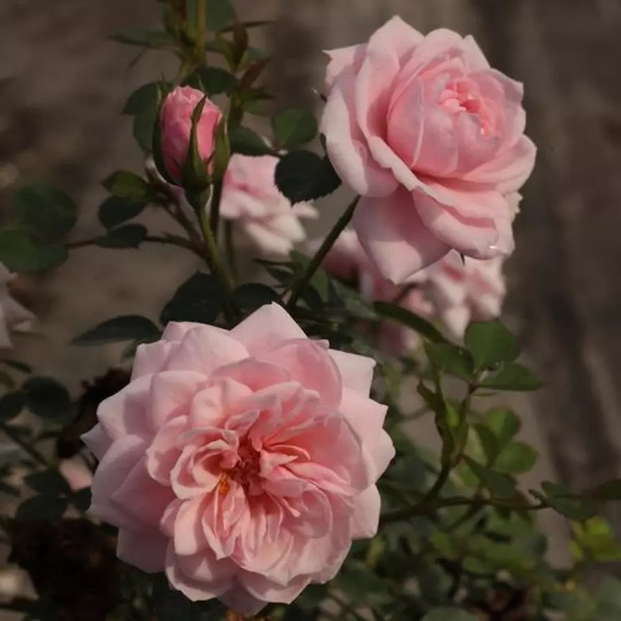 Rózsaszín, törpe, mini rózsa (Rosa 'Blush Parade'®)