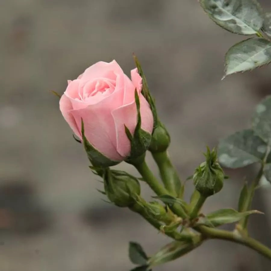 Rózsaszín, törpe, mini rózsa (Rosa 'Blush Parade'®)