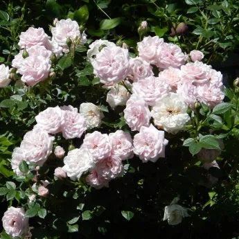 Rózsaszín, törpe, mini rózsa (Rosa 'Blush Parade'®)