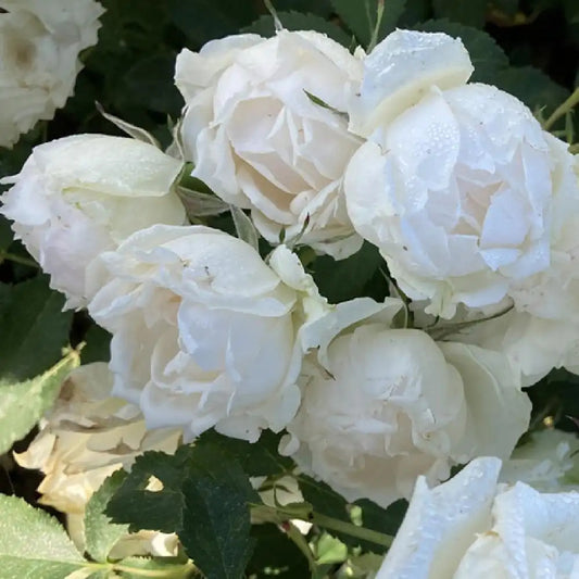 Fehér, virágágyi floribunda rózsa (Rosa 'Creme Chantilly®')