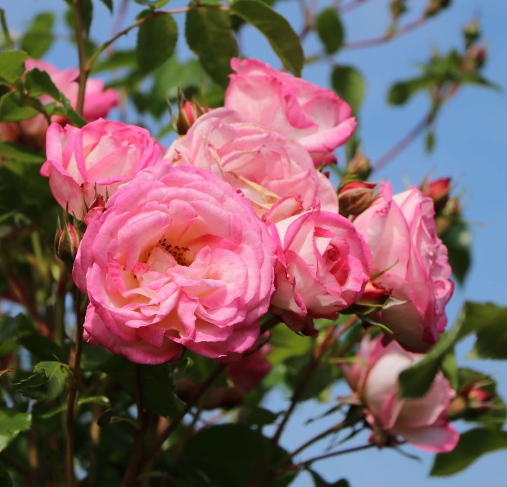 Rózsaszín-fehér, climber futó rózsa (Rosa 'Harlekin®')