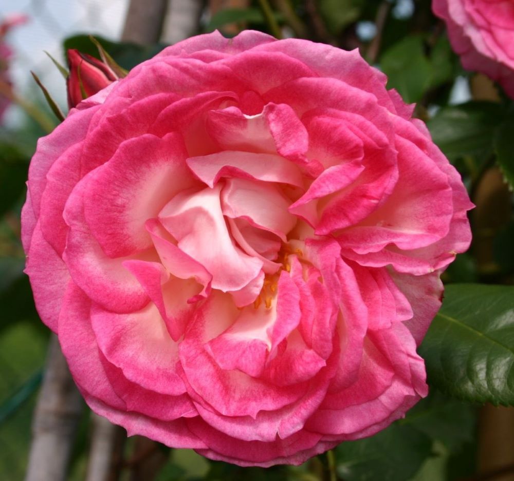 Rózsaszín-fehér, climber futó rózsa (Rosa 'Harlekin®')