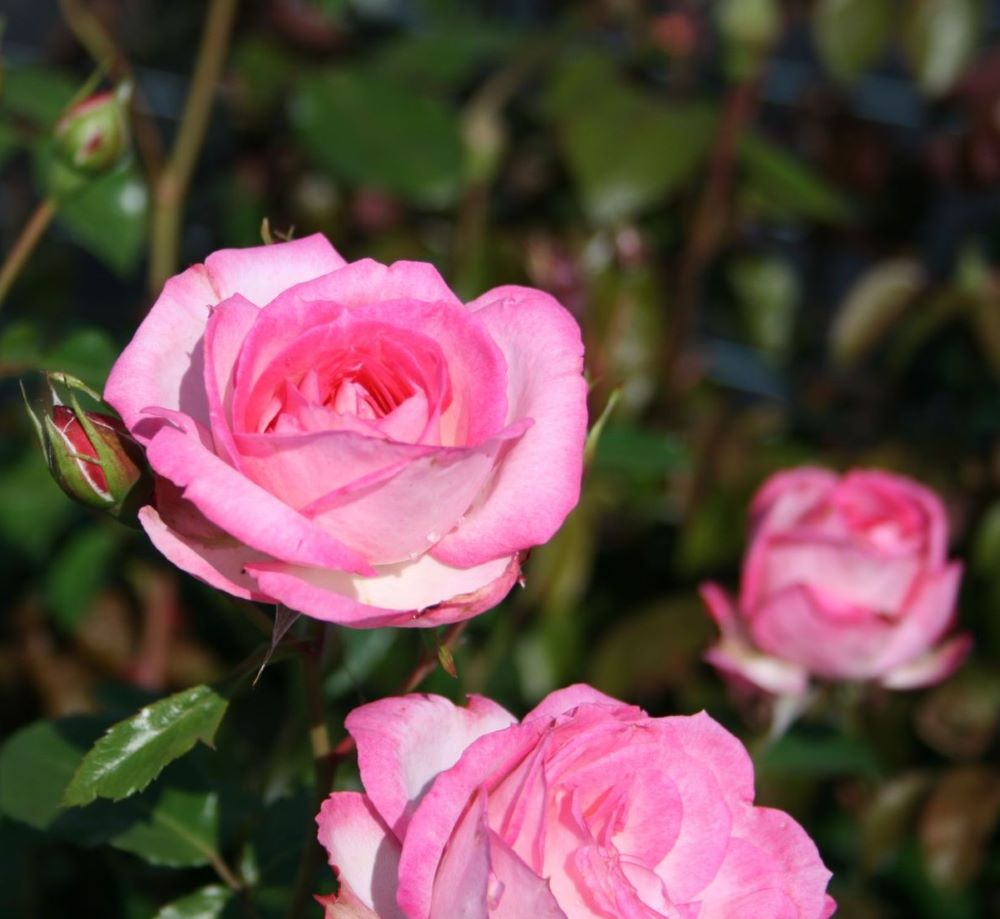 Rózsaszín-fehér, climber futó rózsa (Rosa 'Harlekin®')