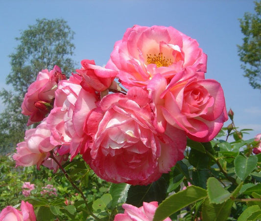 Rózsaszín-fehér, climber futó rózsa (Rosa 'Harlekin®')