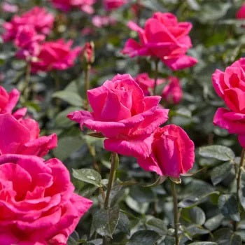 Rózsaszín, teahibrid rózsa (Rosa 'Lancôme')