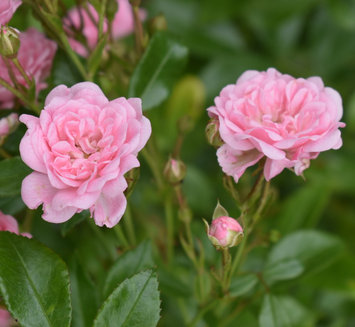 Rózsaszín, talajtakaró rózsa (Rosa 'The Fairy')