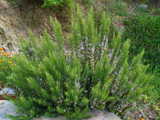 Rozmaring (Rosmarinus officinalis)