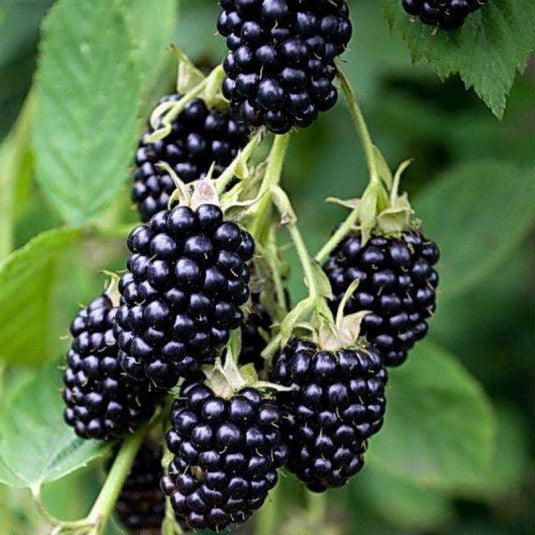 Fekete szeder (Rubus fruticosus 'Loch Ness')