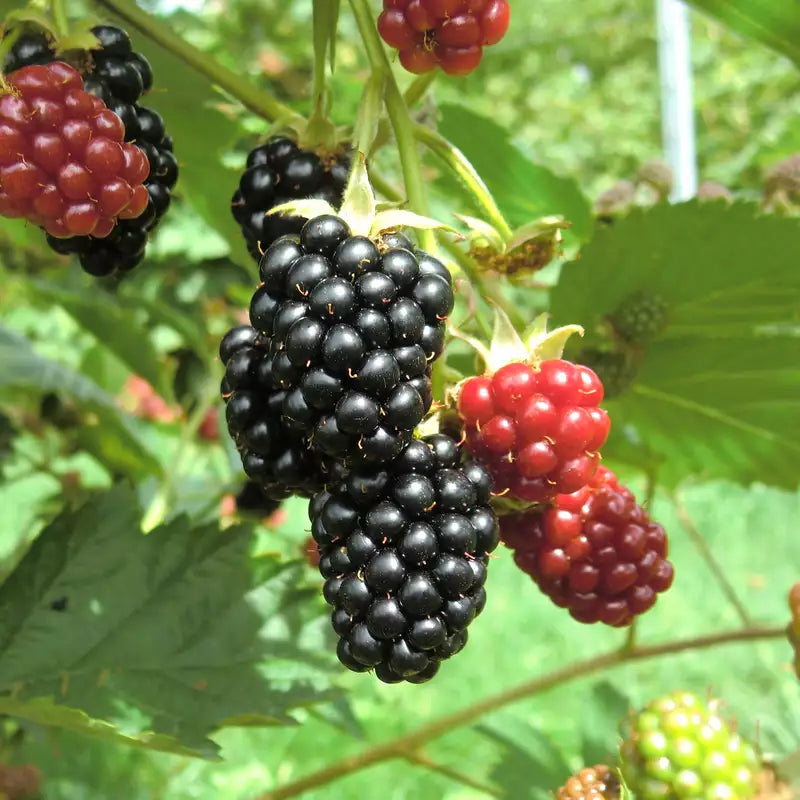 Fekete szeder (Rubus fruticosus 'Loch Ness')