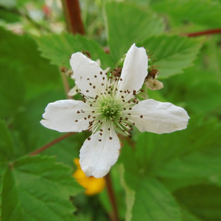 Fekete szeder (Rubus fruticosus 'Loch Ness')