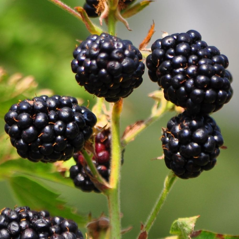 Tüskétlen fekete szeder (Rubus fruticosus 'Thornfree')