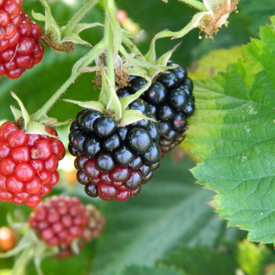 Tüskétlen fekete szeder (Rubus fruticosus 'Thornfree')