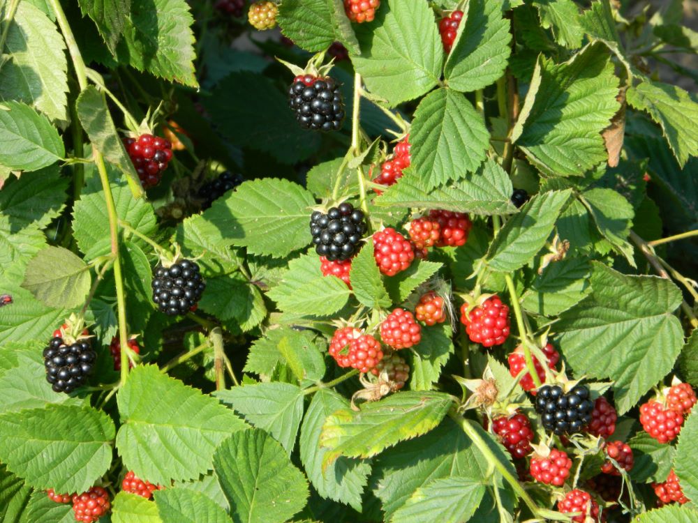 Tüskétlen fekete szeder (Rubus fruticosus 'Thornfree')