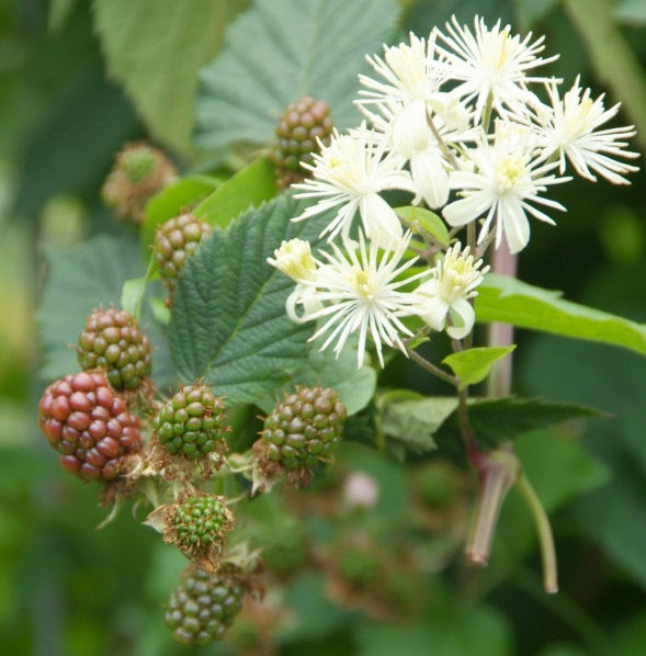 Tüskétlen fekete szeder (Rubus fruticosus 'Thornfree')