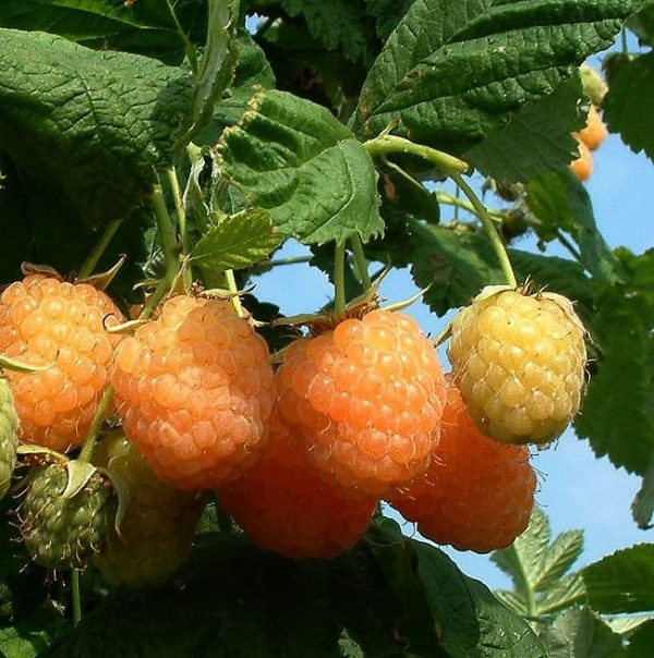 Málna, sárga (Rubus idaeus 'Fertődi aranyfürt')