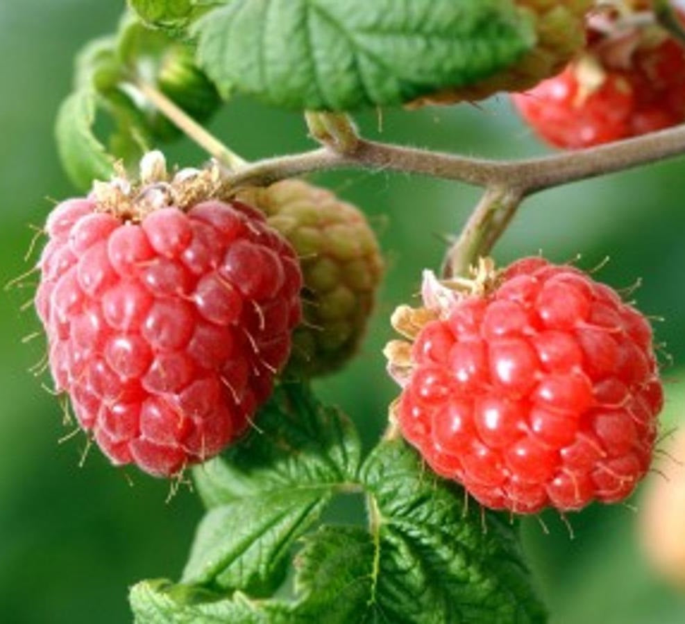 Málna (Rubus idaeus 'Fertődi Zamatos')