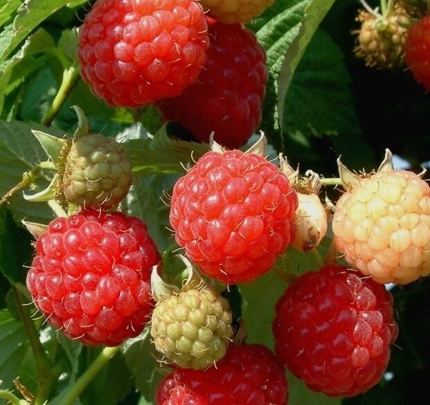 Málna (Rubus idaeus 'Fertődi Zamatos')