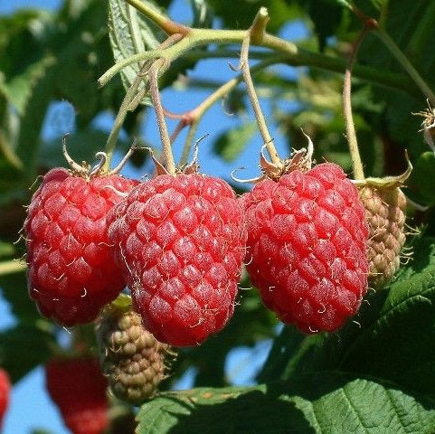 Málna (Rubus idaeus 'Fertődi Zamatos')