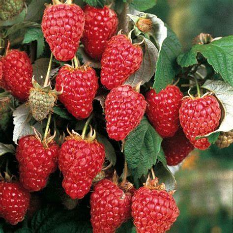Málna (Rubus idaeus 'Heritage')