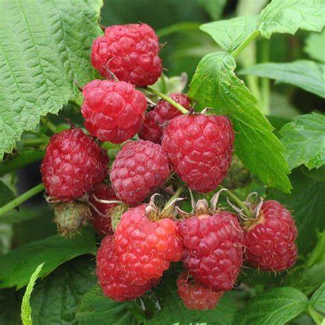 Málna (Rubus idaeus 'Heritage')