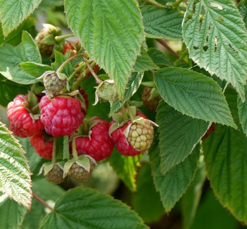 Málna (Rubus idaeus 'Heritage')