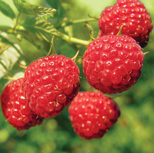 Málna (Rubus idaeus 'Malling Exploit')