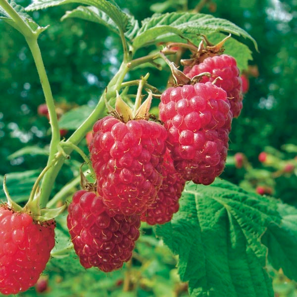 Málna (Rubus idaeus 'Meeker')