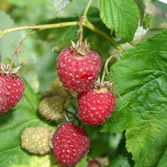 Málna (Rubus idaeus 'Meeker')