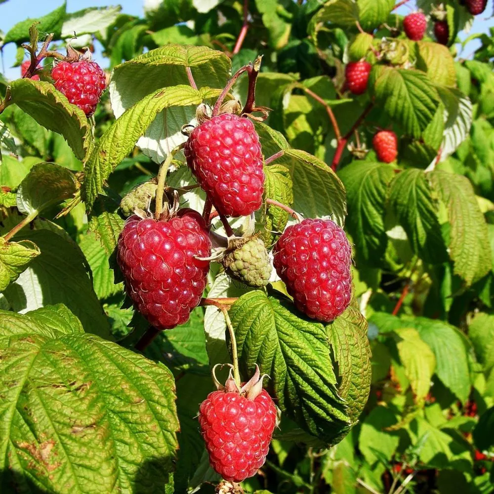 Folytontermő málna (Rubus idaeus 'Polka')