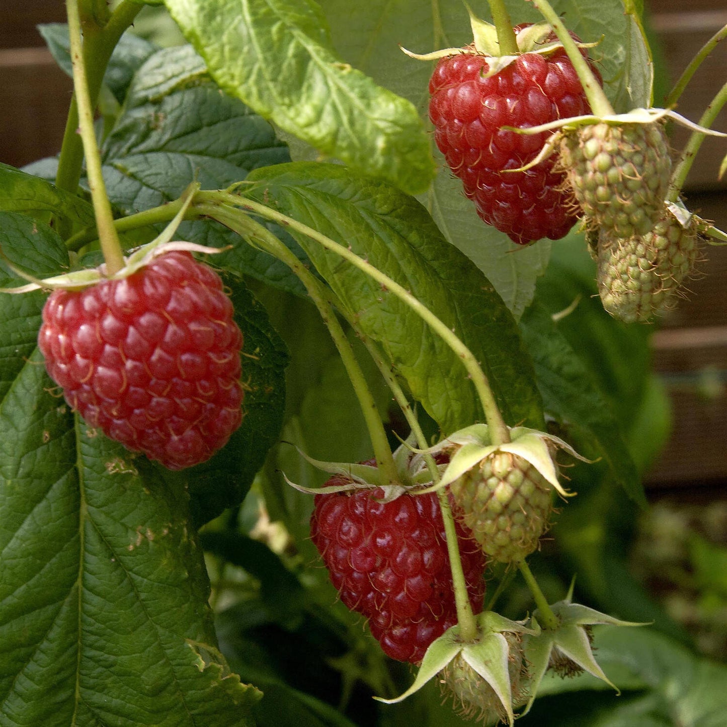 Folytontermő málna (Rubus idaeus 'Polka')