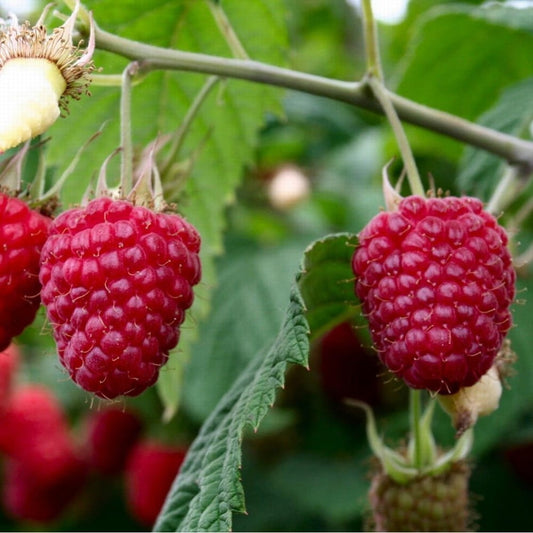 Folytontermő málna (Rubus idaeus 'Polka')