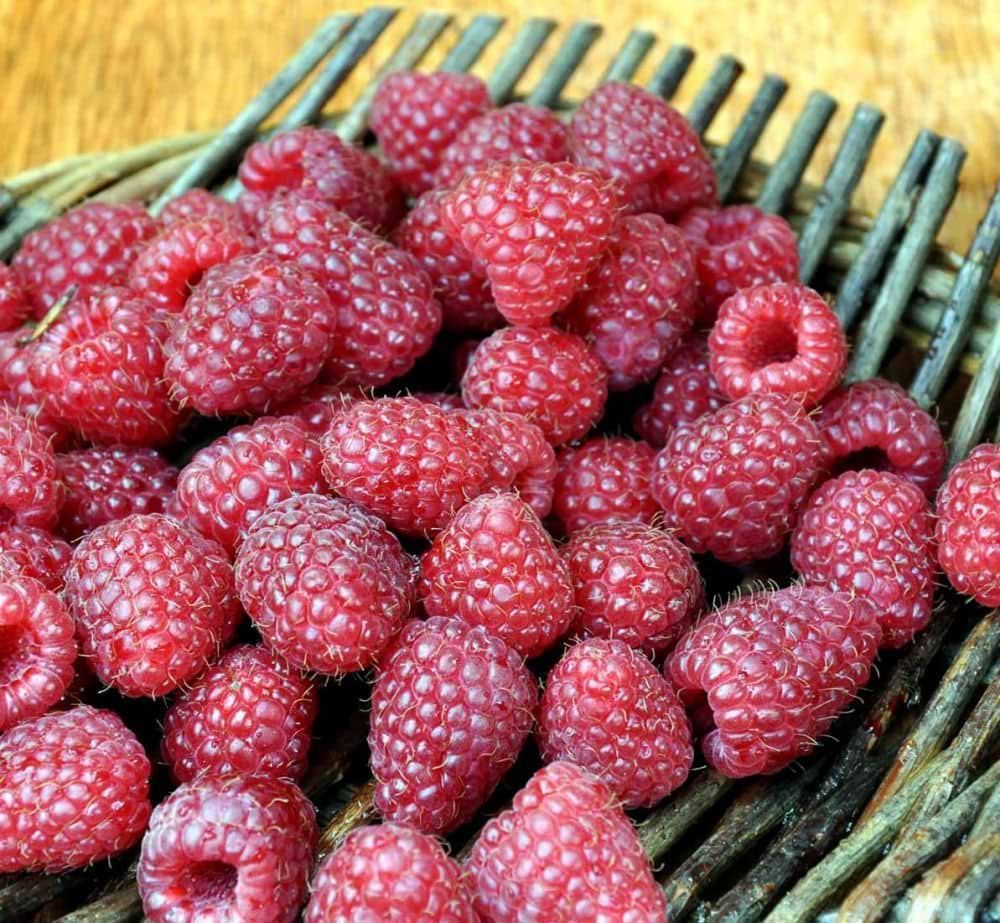 Folytontermő málna (Rubus idaeus 'Polka')