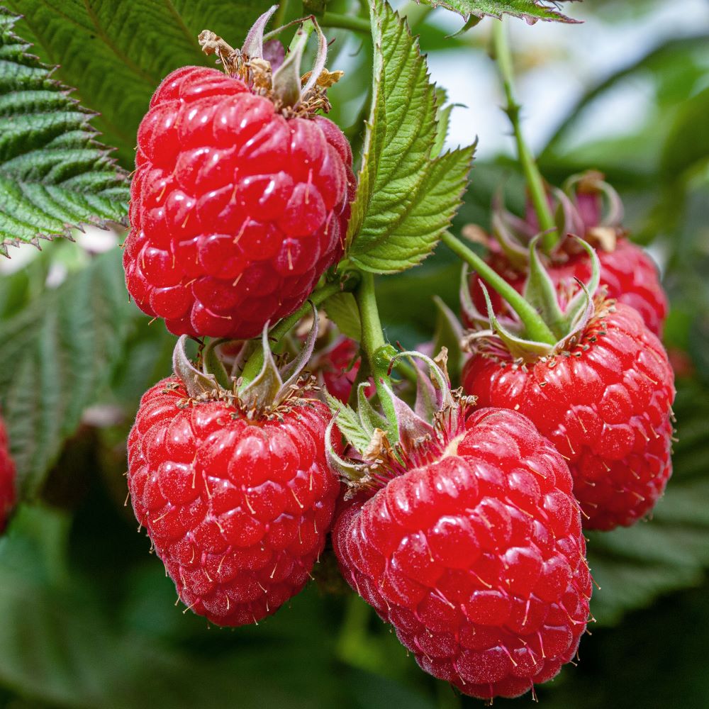 Málna (Rubus idaeus 'Tulameen')