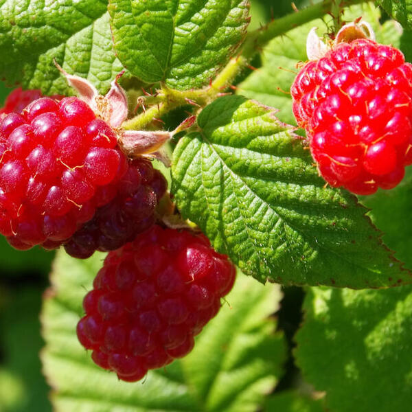 Málna (Rubus idaeus 'Tulameen')