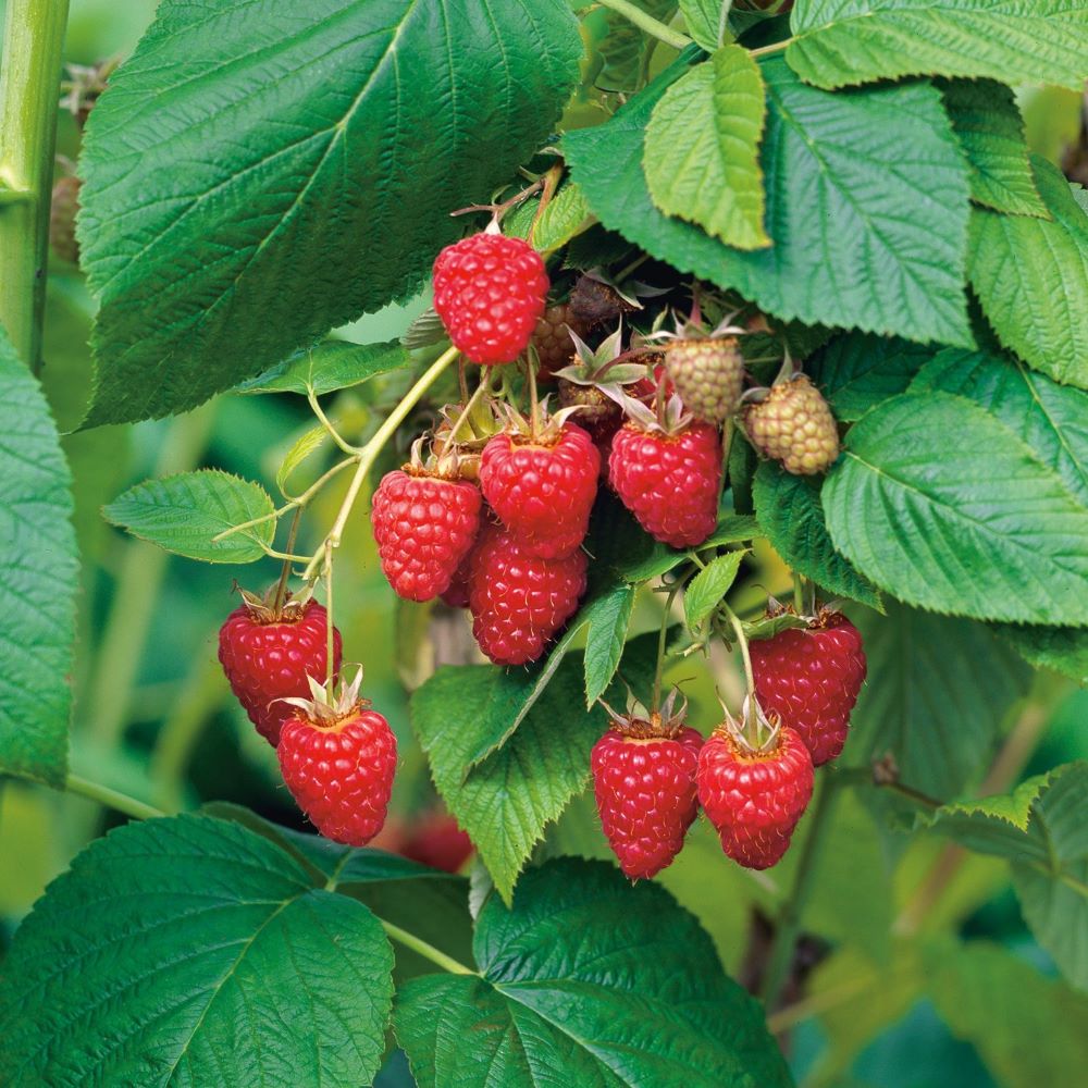 Málna (Rubus idaeus 'Tulameen')