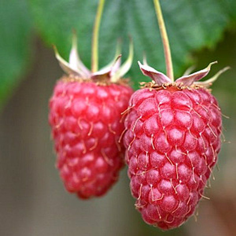 Málna (Rubus idaeus 'Tulameen')