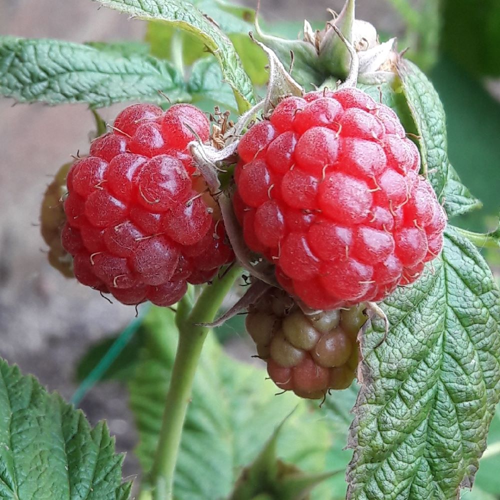 Folytontermő málna, rezisztens (Rubus idaeus 'Blissy/Autumn Bliss')