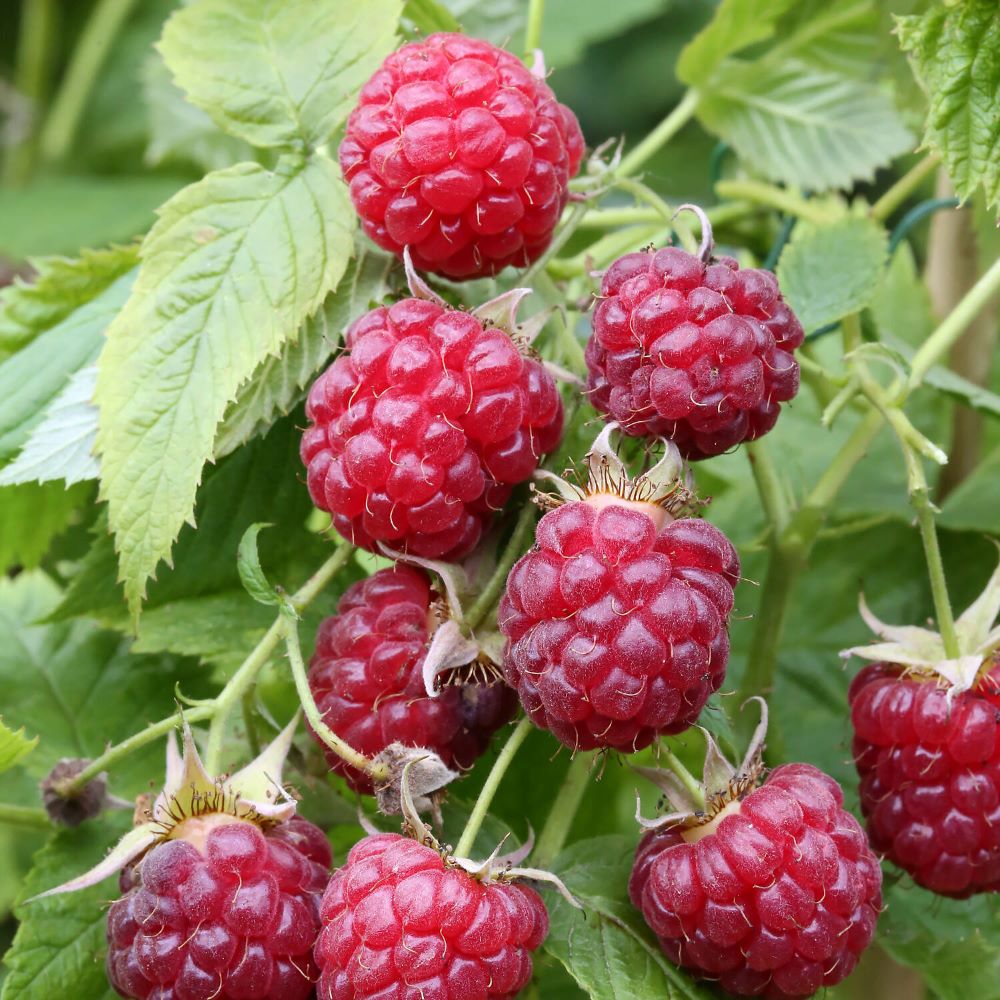 Folytontermő málna, rezisztens (Rubus idaeus 'Blissy/Autumn Bliss')