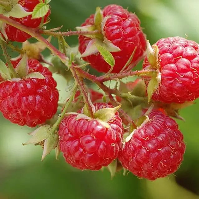 Folytontermő málna, rezisztens (Rubus idaeus 'Blissy/Autumn Bliss')