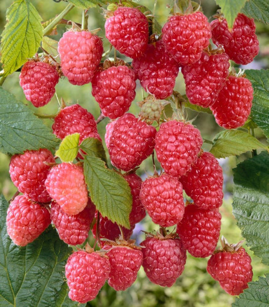 Folytontermő málna, rezisztens (Rubus idaeus 'Blissy/Autumn Bliss')