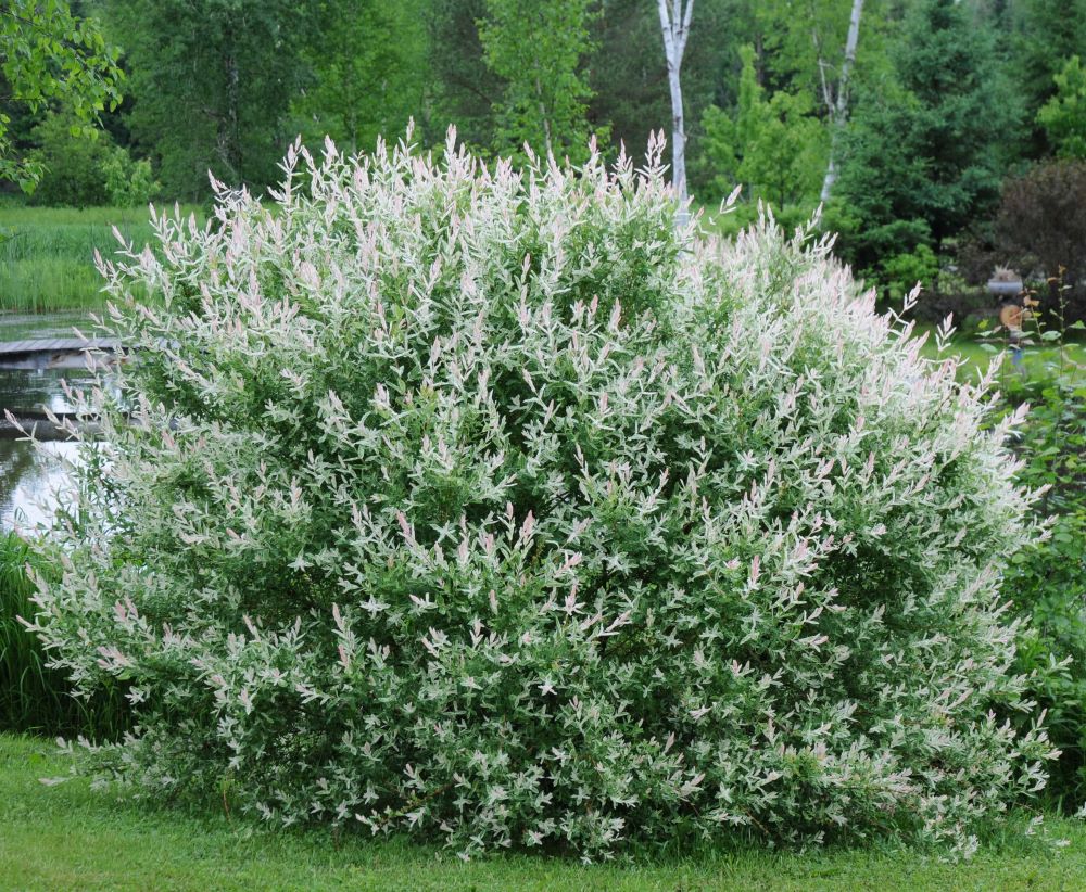 Tarka levelű japán fűz, bokor (Salix integra 'Hakuro Nishiki')