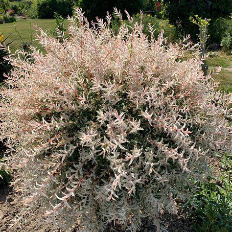 Tarka levelű japán fűz, bokor (Salix integra 'Hakuro Nishiki')