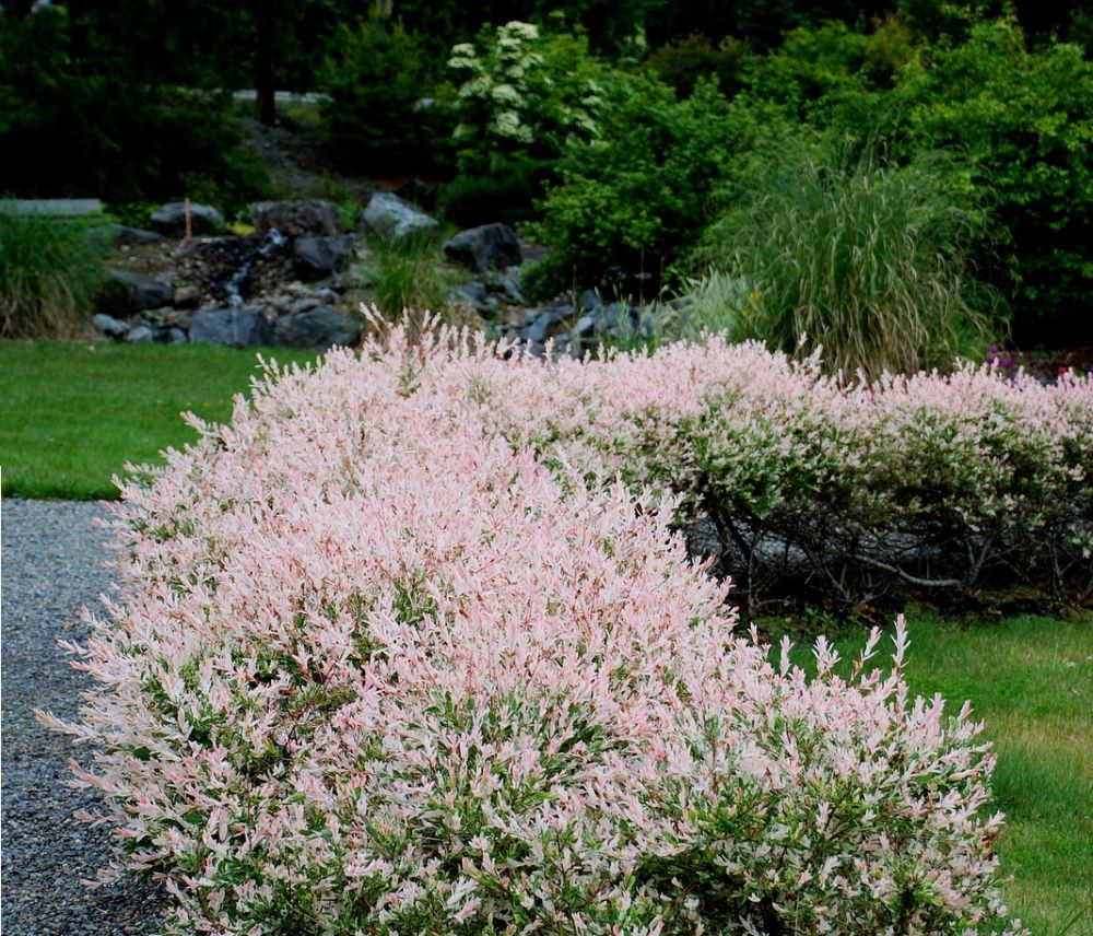 Tarka levelű japán fűz, bokor (Salix integra 'Hakuro Nishiki')