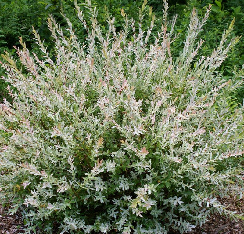 Tarka levelű japán fűz, bokor (Salix integra 'Hakuro Nishiki')