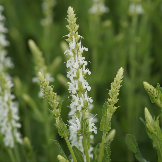 Ligeti zsálya (Salvia nemorosa 'Adrian')